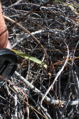 Tulbaghia dregeana