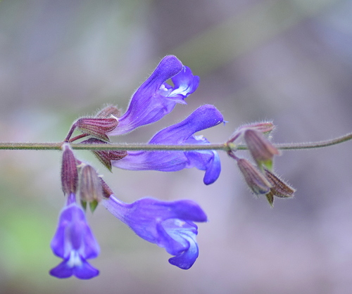 Salvia ringens Sm.