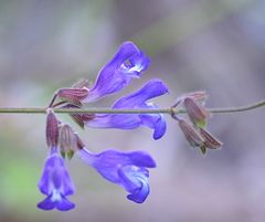 Salvia ringens
