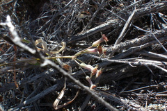 Tulbaghia dregeana