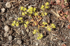 Chorizanthe procumbens