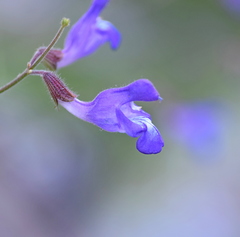 Salvia ringens