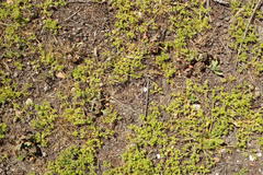 Chorizanthe procumbens