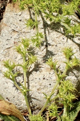 Chorizanthe procumbens