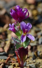 Streptanthus callistus