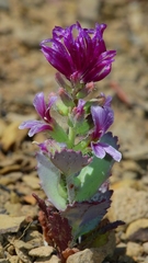 Streptanthus callistus