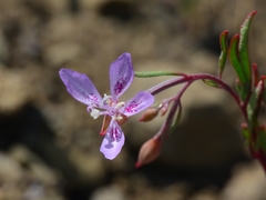 Clarkia modesta