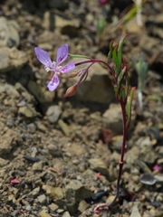 Clarkia modesta