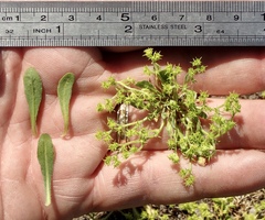 Chorizanthe procumbens