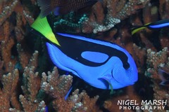 Paracanthurus hepatus