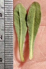 Chorizanthe procumbens