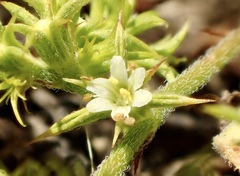 Chorizanthe procumbens