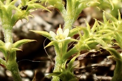 Chorizanthe procumbens