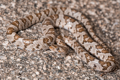 Trimorphodon lyrophanes