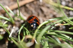 Coccinella monticola