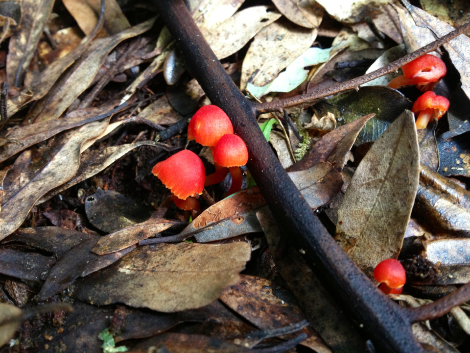 Hygrocybe firma image