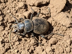 Calosoma luxatum