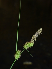 Carex serratodens
