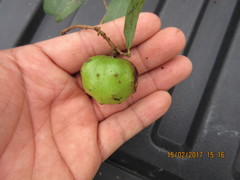 Annona globiflora