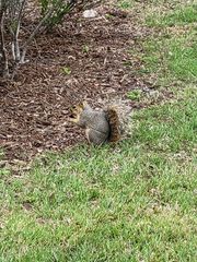 Sciurus niger