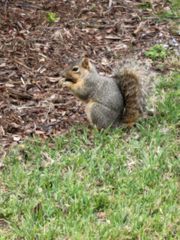 Sciurus niger