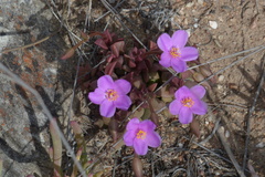 Anacampseros telephiastrum