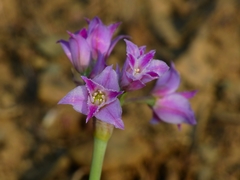 Allium crispum