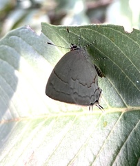 Symbiopsis lenitas
