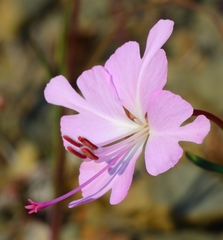 Clarkia breweri