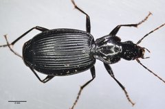 Platynus ovipennis