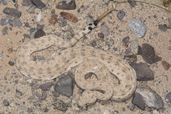 Crotalus cerastes laterorepens