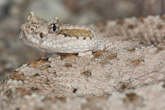 Crotalus cerastes laterorepens