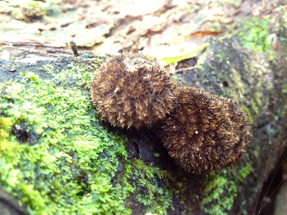 Lycoperdon compactum image
