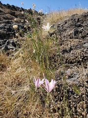 Brodiaea sierrae