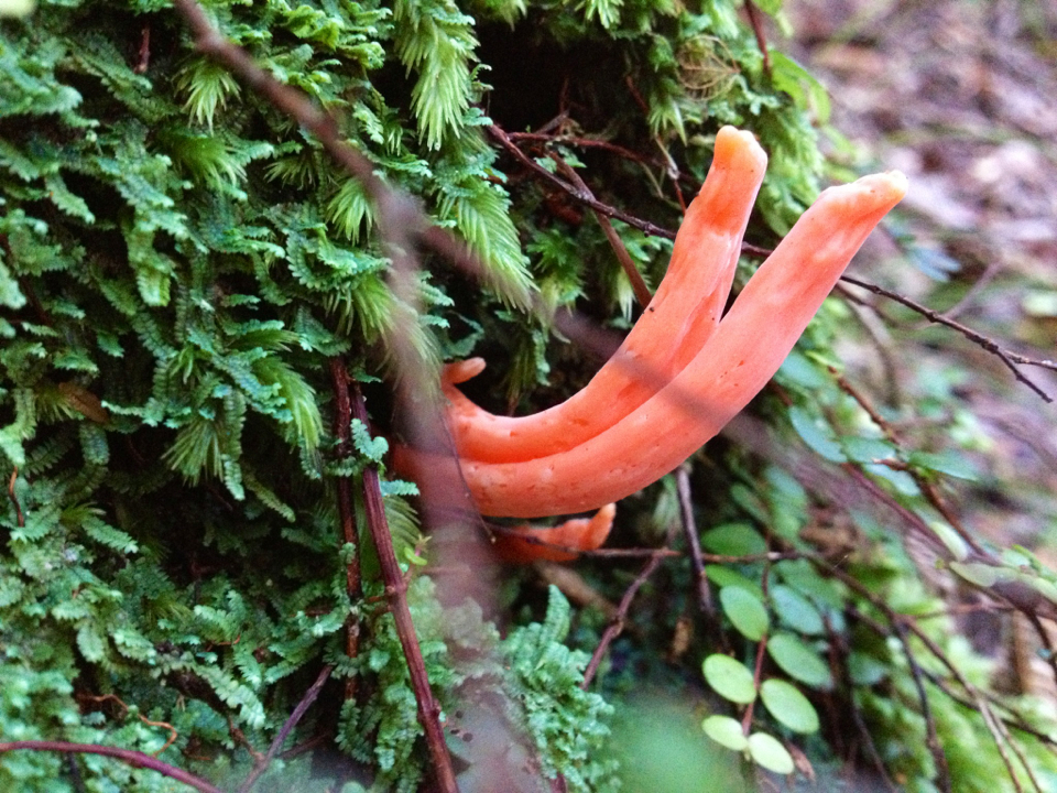 Clavulinopsis sulcata image