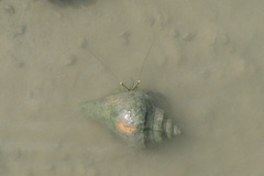 Clibanarius padavensis