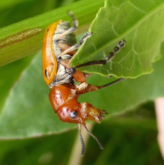 Antipus rufus