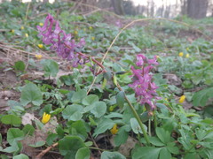 Corydalis cava cava