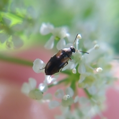 Anaspis fasciata