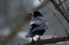 Corvus frugilegus