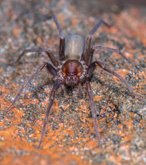 Socalchemmis miramar