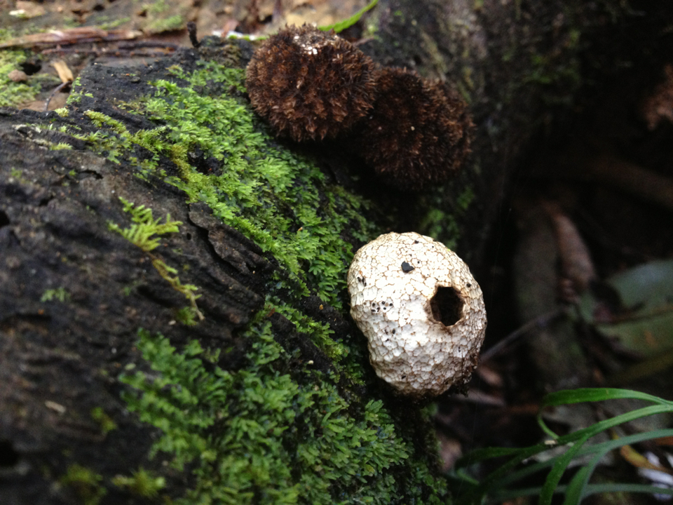 Lycoperdon compactum image