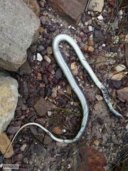 Psammophis crucifer