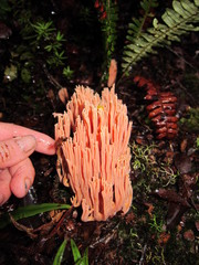 Ramaria samuelsii image