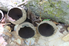 Urnula