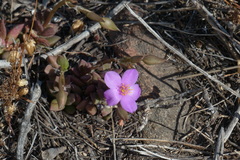 Anacampseros telephiastrum