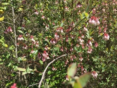 Vaccinium virgatum