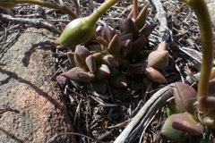 Anacampseros telephiastrum