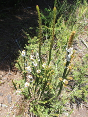 Epacris pauciflora