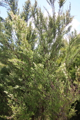 Kunzea linearis